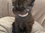 Smoky - Maine Coon Cat For Sale - Rocklin, CA, US