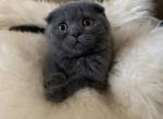 Greg - Scottish Fold Cat For Sale - Huntington, NY, US