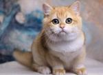 Beatta - British Shorthair Cat For Sale - Norwalk, CT, US