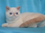 Jordan - Exotic Cat For Sale - Hollywood, FL, US