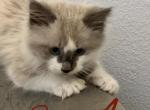 New Litter is HERE available for reservation - Ragdoll Cat For Sale - Mount Vernon, WA, US