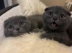 Two brothers - Scottish Fold Cat For Sale - Huntington, NY, US