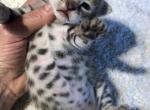 F1baby girl and boy - Savannah Cat For Sale - Los Angeles, CA, US