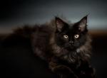 Midnight - Maine Coon Cat For Sale - NY, US