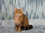 Galileo - British Shorthair Cat For Sale - Chicago, IL, US