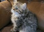 Shy's female tabby Persian - Persian Cat For Sale - Greenville, OH, US