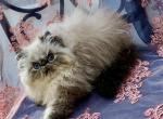 Beljapur cattery Blue Diamond - Persian Cat For Sale - Austin, TX, US