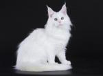 Pitaya - Maine Coon Cat For Sale - Norwalk, CT, US