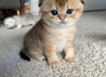 Kora - Scottish Fold Cat For Sale - Houston, TX, US