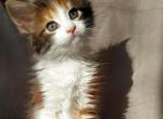 Violet - Maine Coon Cat For Sale - NY, US