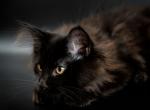 Eclipse - Maine Coon Cat For Sale - NY, US