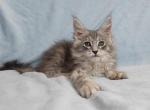 Silver - Maine Coon Cat For Sale - NY, US