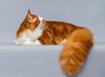 UA Mazurka Paradox - Maine Coon Cat For Sale - Brooklyn, NY, US