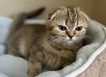 Scottish fold cinnamon female kitty - Scottish Fold Cat For Sale - Houston, TX, US