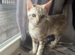 Rey Snow Marble - Bengal Cat For Sale - Morgantown, IN, US