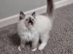 El - Ragdoll Cat For Sale - Troy, KS, US