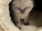 Mike - Scottish Fold Cat For Sale - Great Falls, VA, US