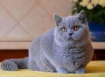 Blue Bear - British Shorthair Cat For Sale - Norwalk, CT, US