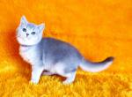 Garmonia - British Shorthair Cat For Sale - Norwalk, CT, US