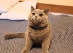 Duncan - British Shorthair Cat For Sale - Norwalk, CT, US