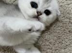 Katie Cat - Scottish Fold Cat For Sale - Houston, TX, US