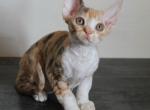 Paradise - Devon Rex Cat For Sale - Miami, FL, US