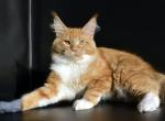 Eremey - Maine Coon Cat For Sale - New York, NY, US