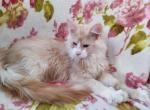 Hummer - Maine Coon Cat For Sale - Miami, FL, US