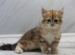 Electra of Romanov Dynasty - Siberian Cat For Sale - Ashburn, VA, US