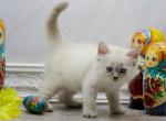 Havana of Romanov Dynasty - Siberian Cat For Sale - Ashburn, VA, US