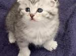 Kalhua's Kittens - Scottish Fold Cat For Sale - Greenville, SC, US