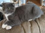 Polydactyl Scottish Fold Manx - Scottish Fold Cat For Sale - 