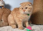 Green - Scottish Fold Cat For Sale - Huntington Beach, CA, US