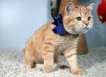 Blue - Scottish Straight Cat For Sale - Huntington Beach, CA, US