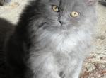 Fluffy g - Scottish Straight Cat For Sale - Huntington, NY, US