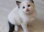 Nikolaus - Ragdoll Cat For Sale - Miami, FL, US