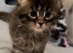 Chloe - Maine Coon Cat For Sale - Rocklin, CA, US