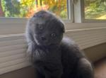 Thanksgiving boy - Scottish Fold Cat For Sale - Huntington, NY, US