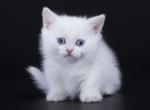 Oktava - Munchkin Cat For Sale - Hollywood, FL, US