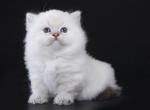 Krash - Munchkin Cat For Sale - Hollywood, FL, US