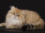 Horri - British Shorthair Cat For Sale - Miami, FL, US