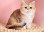 Adelaida - British Shorthair Cat For Sale - Miami, FL, US