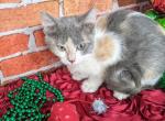 Bellatrix - Munchkin Cat For Sale - Joplin, MO, US