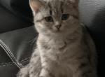 Kitten - Scottish Fold Cat For Sale - Philadelphia, PA, US