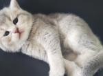 Kevin - Scottish Straight Cat For Sale - Miami, FL, US