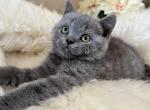 Lisa - British Shorthair Cat For Sale - Huntington, NY, US