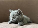 Jane - British Shorthair Cat For Sale - Huntington, NY, US