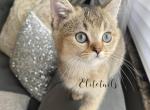 Scottish kitten - Scottish Straight Cat For Sale - Thornton, CO, US