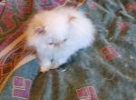 Himalayan Persian Kittens - Himalayan Cat For Sale - Satellite Beach, FL, US