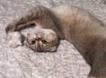 Knoppa - Scottish Fold Cat For Sale - San Mateo, CA, US